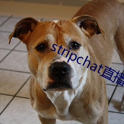 stripchat直播回放