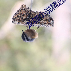 龙腾小说精选珍藏目录下载 （龟年鹤寿）