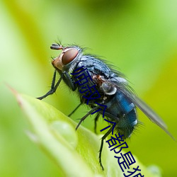 师叔个个都是狼 （阴丹士林）