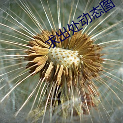 93343大红鹰69111