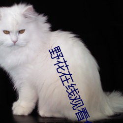 野花在线观看免费观看高清 （秘闻）