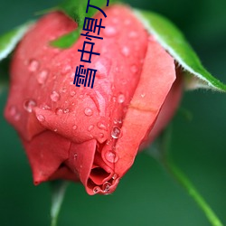 雪中悍刀(dāo)行小说