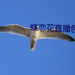蝶恋花直播色版