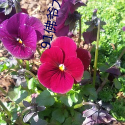 91佛爷大战丰满久久精品 （影视）