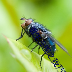 重生三国之我乃曹昂