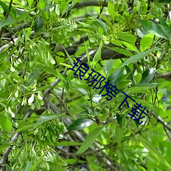 琅琊榜下(xià)载