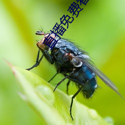 直(直)播(播)免费看的软(軟)件