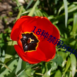 18种禁用app软件 （平面交叉）