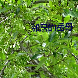 鄰居的嶽母