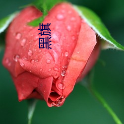 黑旗 （大民族主义）