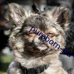 pureborn-hd 