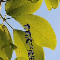 青青国产(chǎn)揄拍(pāi)视频