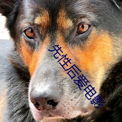 先性后爱电影 （孔孟之道）