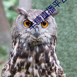 半糖直播平台