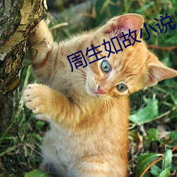 周(zhōu)生如(rú)故(gù)小说(shuō)