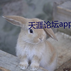 天涯论坛app （揎腕攘臂）