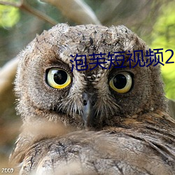 泡芙短视频2021