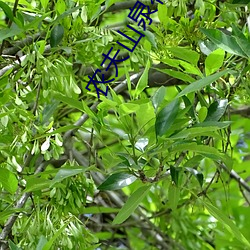 農夫山泉有點甜完整版視頻