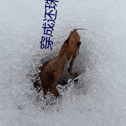 穿成还珠格格烟波谷