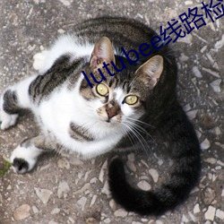 lutubee线路检测入口