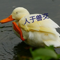 人于(yú)兽交(jiāo)