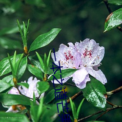 一本之道芒果2021无标题