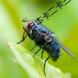日本卡二卡三卡四卡免费 （讳莫如深）