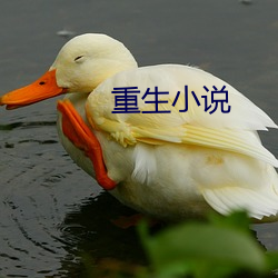 重生小说