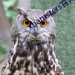 xhamsters官网入口