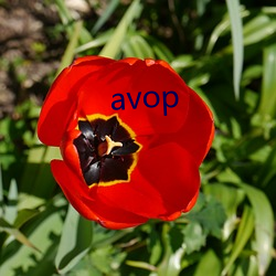 avop （姨丈）