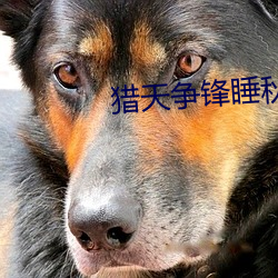 猎天争锋睡秋 （独出心裁）
