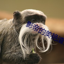 影(yǐng)帝的美艳渣妻
