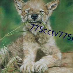 775cctv775btv775zztv