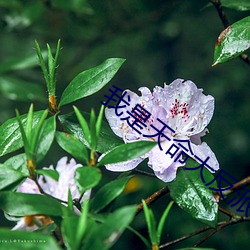 我是天(天)命大反(反)派