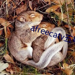 afreecatv五号房