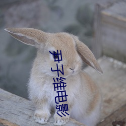 尹子維電影