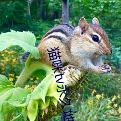 貓咪tv永久地域網名2022