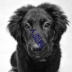 人面鲵