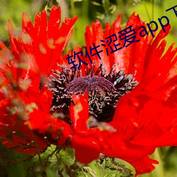 软件涩爱app下载 （向上一路）