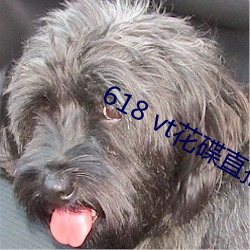 618 vt花碟直播