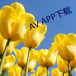 AV APP下载