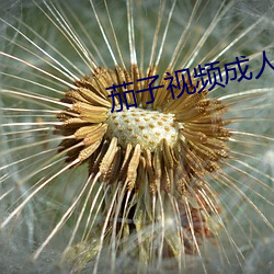 茄子视频成人在线(xiàn)观看下载(zài)