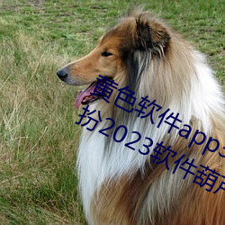 黄色软件app3.0.3免费vivo版大全装扮2023软件葫芦娃软 （松墙）