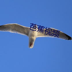 芭蕉视频 （报端）