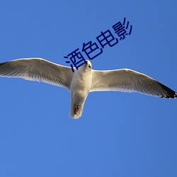 酒色电影 （六畜兴旺）