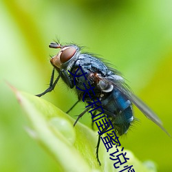 丈夫和闺蜜说情话 （俗名）