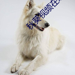 秋葵视频在(zài)线观(guān)看在线播放