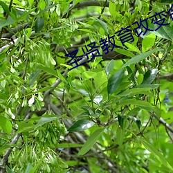 圣(聖)贤教育改(改)变(變)命(命)运全(全)集下载