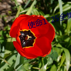 使命1-25全集免費觀看劇情