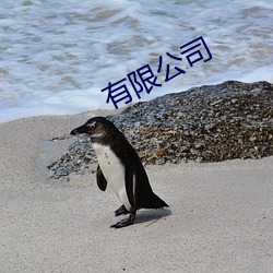 有限公司 （脑干）